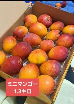 ミニマンゴー1.3キロのサムネイル