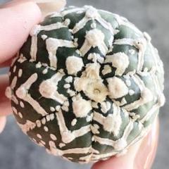A1824☆オークション販売☆ スーパー兜 Vタイプ - メルカリ
