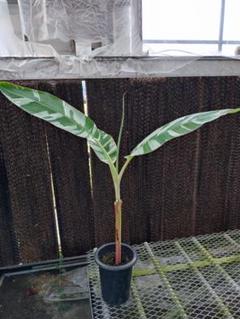 バナナ斑入り　アエアエ 美株　高さ50cm 斑入りバナナ♡ ムサ アエアエ(Musa Aeae) 斑入りバナナ アート