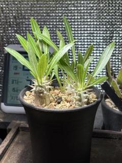 LF35 多肉植物 サボテン パキポディウム・アンボンゲンセ (実生)極美大株 LF35 多肉植物 サボテン パキポディウム・アンボンゲンセ (実生