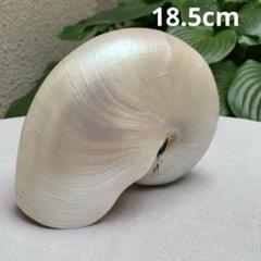 2025年最新】オウムガイ パールの人気アイテム - メルカリ