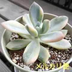 メルカリ便　多肉植物　摘芯株❁︎オパリナ覆輪錦&アリエル錦 メルカリ便 オパリナ錦 色斑 ポットごと - メルカリ