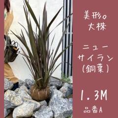 ryokuryu様ニューサイラン2株 ryokuryu様ニューサイラン2株