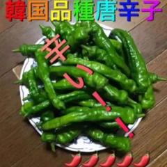 青唐辛子 韓国品種 愛知県産