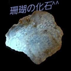 珊瑚の化石 フォシルコーラル原石 スライス 69