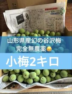 青梅 南高梅 無農薬 10Kgのお取り寄せ販売（通販）送料無料でお届け