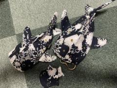 kasei サマースペシャル 5匹セット kasei サマースペシャル 5匹セット