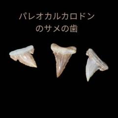 タイトル: モロッコ産パレオカルカロドンのサメの歯 - 本物の