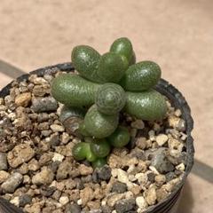 多肉植物七彩フェネストレリア錦2個セットとセダム属 緑亀の卵 1個 多肉植物 セダム 緑亀の卵 - メルカリ