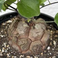 no.566 Dioscorea elephantipes アフリカ亀甲竜 実生 - メルカリ