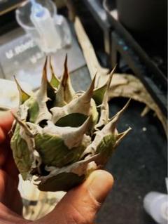 碧　オアハカ現地球 imgrc0088999340.jpg