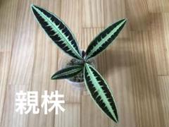 熱帯植物 ラビシア sp.ジャンビ /Labisia sp.Jambiのサムネイル
