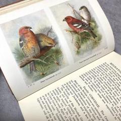 洋書　古書　1923年初版　希少　美しい鳥図鑑　アンティーク　歴史ある図鑑　画集 イギリスのヴィンテージ鳥図鑑 1960年代 鳥の図鑑 古書⑤ - メルカリ