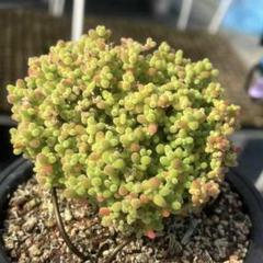 メルカリ便❣️多肉植物　ドロサンテマム　蜜橘　抜き苗　1株 多肉植物 ドロサンテマム 蜜橘 抜き苗 1株 - 愛多肉（AI-TANIKU