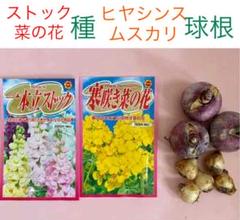 ストック*菜の花の種とヒヤシンス*ムスカリの球根