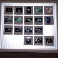 2025年最新】スライドマウントの人気アイテム - メルカリ