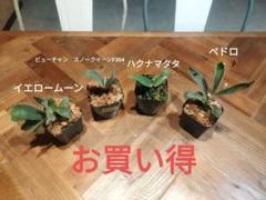2025年最新】ビカクシダ ハクナマタタの人気アイテム - メルカリ