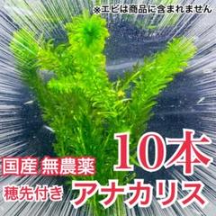 【10本】穂先付き国産無農薬アナカリス（オオカナダモ）水草産卵藻金魚草金魚藻のサムネイル