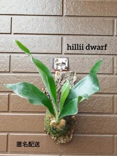 hillii dwarf (oc) 株分　ビカクシダ hillii dwarf NO.6 株分け (oc) ビカクシダ（Platycerium hillii