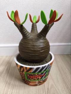 『限定』MEDICOM TOY × ATMOS × BOTANIZE グラキリス