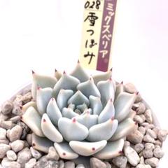 エケベリアセット　札付き　メルカリ便　多肉植物　おらいさん苗　ビーハウス苗 多肉植物 エケベリアセット おらいさん苗 はじまりの花