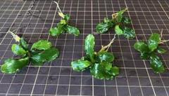 水草 ブセファランドラ グリーンウェービー 5株