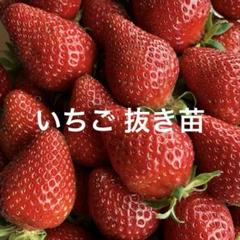 いちご抜き苗55株 いちご苗 さちのか 抜き苗 5株 イチゴ 苗 - メルカリ