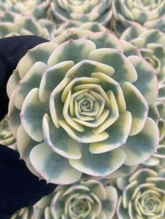 C667　数珠星錦　土鉢付き　24鉢　多肉植物 エケベリア 韓国苗 サボテン 苗 多肉植物 ミックス1寸 (1号 3cmポット) 72個 セット (ケース
