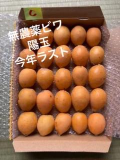 ビワ びわ(C)陽玉 五島列島産 無農薬栽培