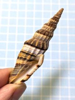 【コレクター向け】希少品！みのむし革 トランク コレクター向け】希少品！みのむし革 トランク