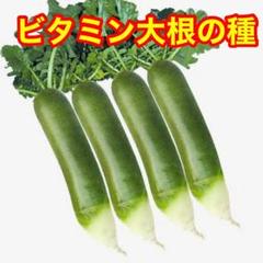 ベトナム ビタミン大根の種 200粒