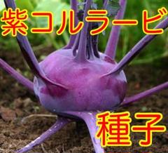 紫コルラービの種 100粒