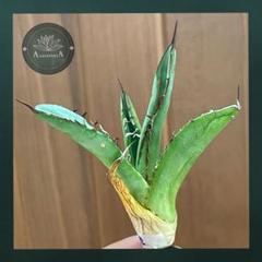 イラン株【REZA産】②希少　アガベ　ブレイズ　5月便　脇芽　親株写真あり イラン株【REZA産】②希少 アガベ ブレイズ 5月便 脇芽 親株写真