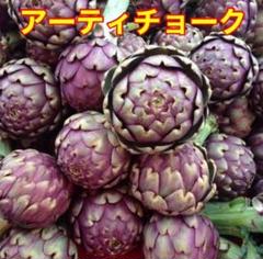 ベトナム 紫アーティチョークの種 20粒