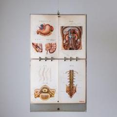 1970年人体解剖図集『Atlas of Human Anatomy』 時代物