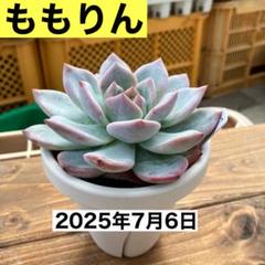2025年最新】ももりん 多肉の人気アイテム - メルカリ