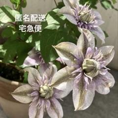 希少 クレマチス 妖精のゆらぎ 水面の妖精枝変わり 6号 ラスト