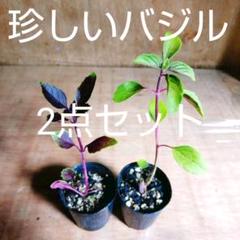 【ラスト出品】珍しいバジル2点セット ミニポット苗