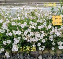 【人気種】シレネユニフローラ(ホワイト色)植えっぱなしOK☆今年も満開ですのサムネイル