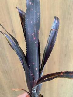 ビルベルギアダースベイダーレッド子株付き Billbergia 'Darth Vader'（ビルベルギア・ダースベイダー）の