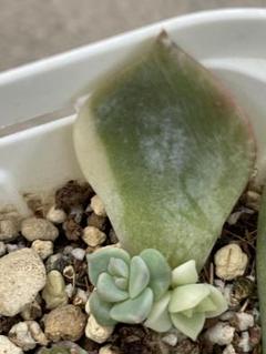 ローラ錦　古株群苗　多肉植物　エケベリア 多肉植物 ローラ錦 新入荷 るる農園 | るる農園~多肉植物専門