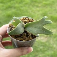 P. willinckii 'Jenny' TC 310 - メルカリ