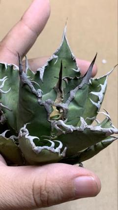 26 多肉植物 アガベ チタノタ 悪魔くん BAKEMONO 強棘 極上靚株