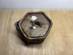 ㊳備前焼 宝瓶 登り窯 白梅 梅 うめ ウメ 手びねり 急須 ㊳備前焼 宝瓶 登り窯 白梅 梅 うめ ウメ 手びねり 急須 - メルカリ