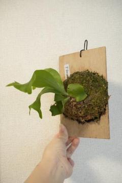 ビカクシダ　ヒリー　ライジン　スポア株 imgrc0137950262.jpg
