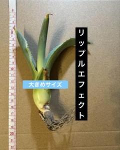 アガベ　リップルエフェクト　本日限定価格 アガベ リップルエフェクト | カトーエンゲー