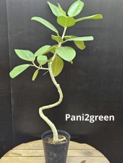 観葉植物 フィカス ベンガレンシス 6号鉢 人気の曲がりタイプ 極上品 優良株 観葉植物 フィカス ベンガレンシス 6号鉢 人気の曲がりタイプ