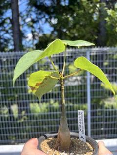 【新鮮】ボンバックス　自家採取種子　20粒　ネコポス発送 Amazon.co.jp: ** Pseudobombax ellipticum ** 赤花種子
