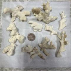 珊瑚　10個