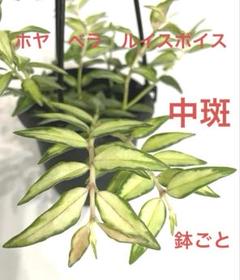2025年最新】希少なホヤ植物の人気アイテム - メルカリ
